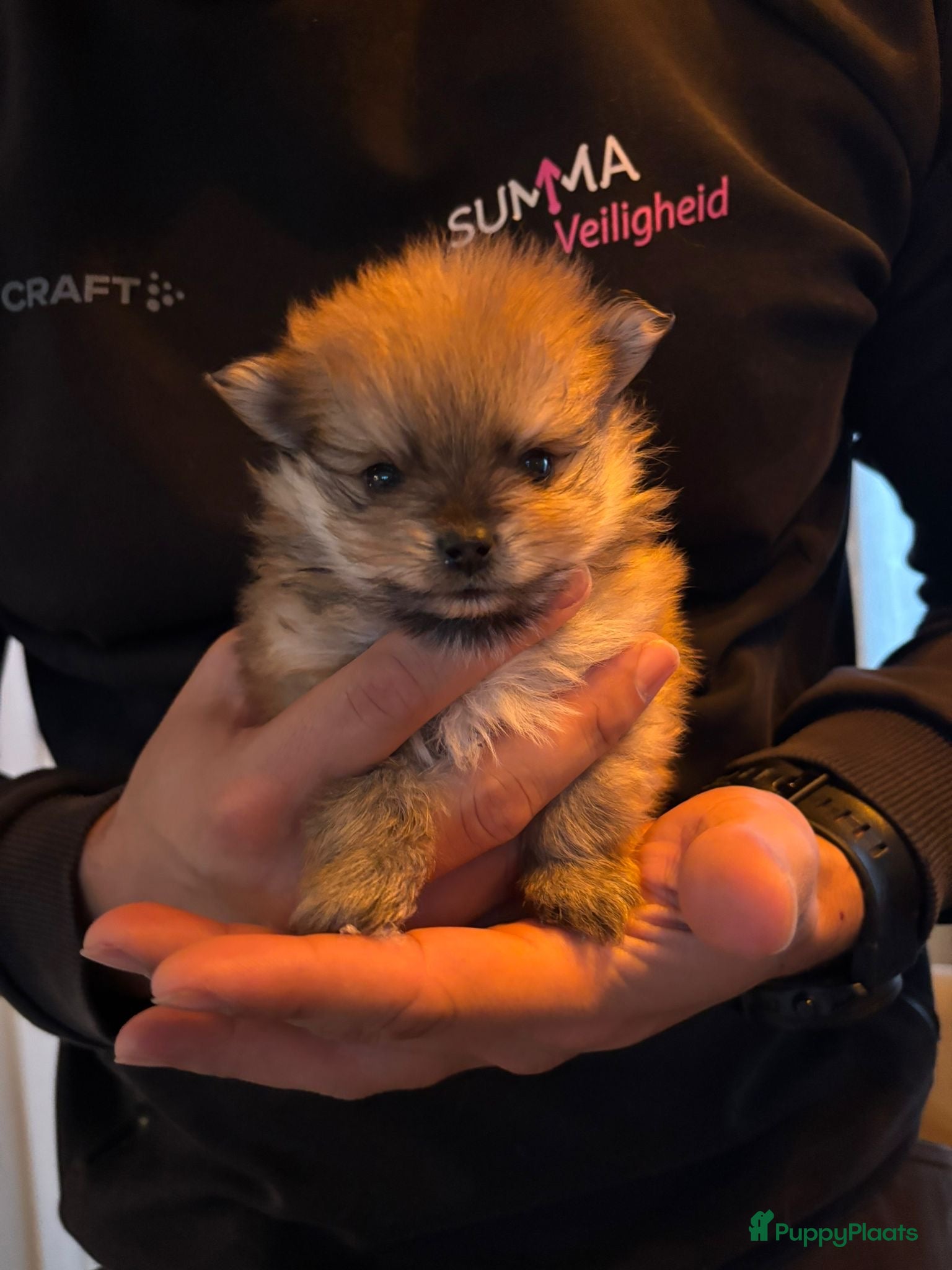 Pomeriaan honden Pomeraantjes raszuiver met stamboom - Advertentie 3