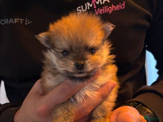 Pomeriaan honden Pomeraantjes raszuiver met stamboom - Advertentie 3