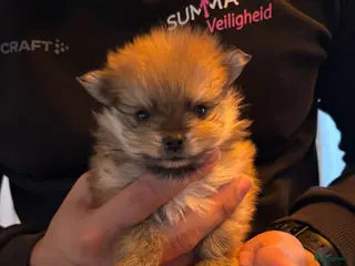 Pomeriaan honden Pomeraantjes raszuiver met stamboom - Advertentie 19