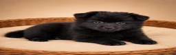 Kruising honden te koop: Mooie pomeriaan/ dwergkees pups - Advertentie 5
