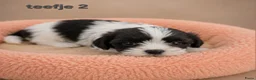 Boomer honden te koop: Super mooi gezonde boomer pups. Shi tzu X Maltezer - Advertentie 10