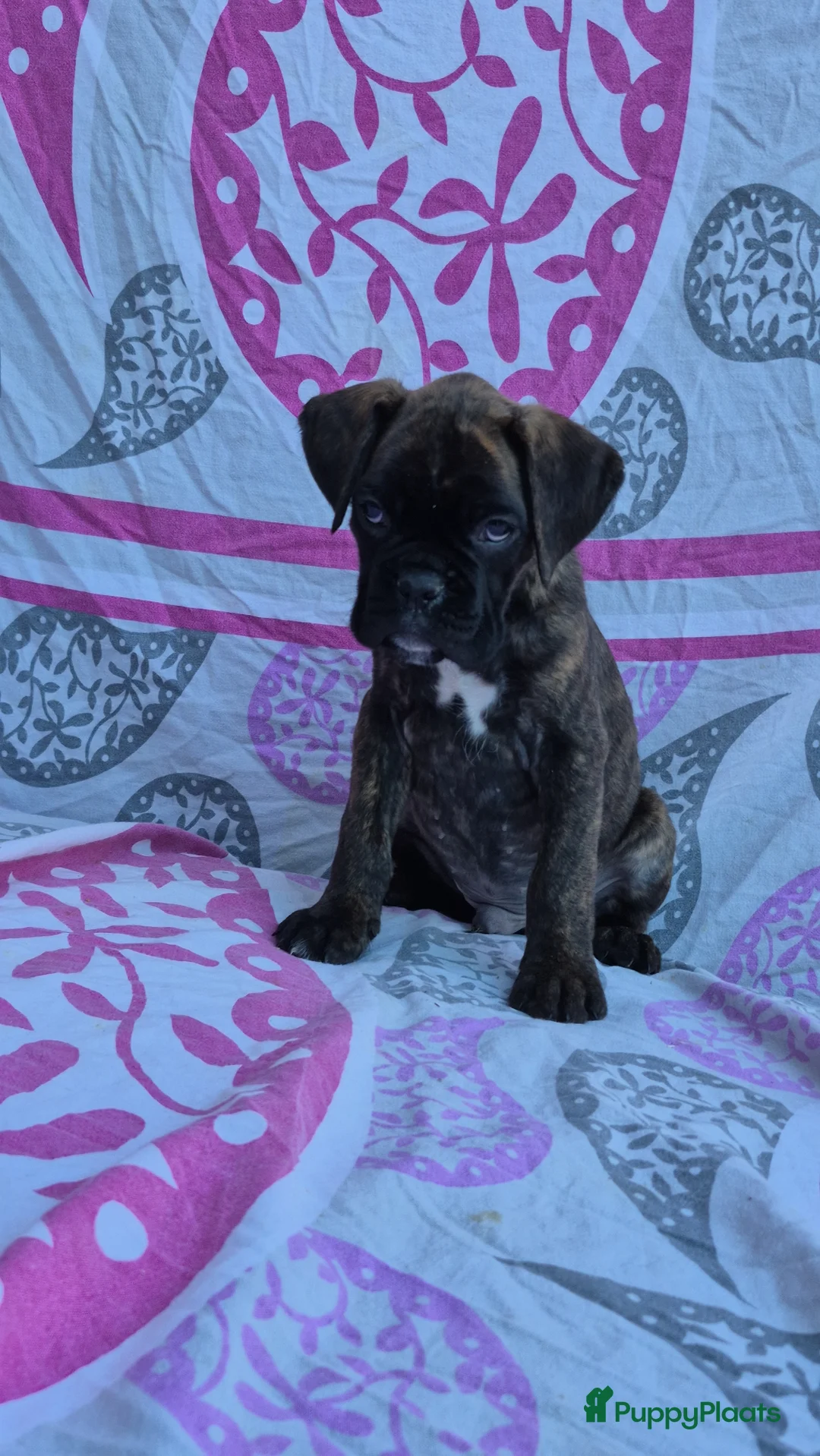 Boxer honden te koop: Boxer puppy's - Advertentie 2