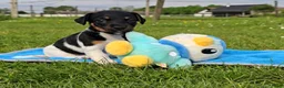 Jack Russel Terriër honden te koop: Met filmpjes! 3 Prachtige Jack Russell puppy's 🐶 - Advertentie 15