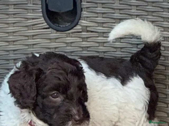 Australian Labradoodle honden Australian labradoodle met stamboom! - Advertentie 2