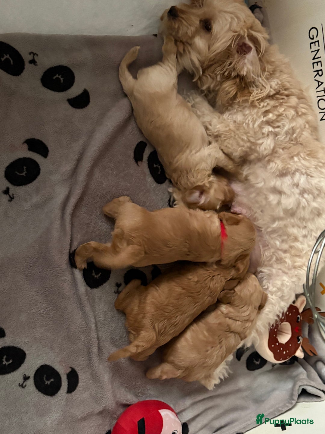 Maltipoo honden te koop: Maltipoo reu  - Advertentie 3