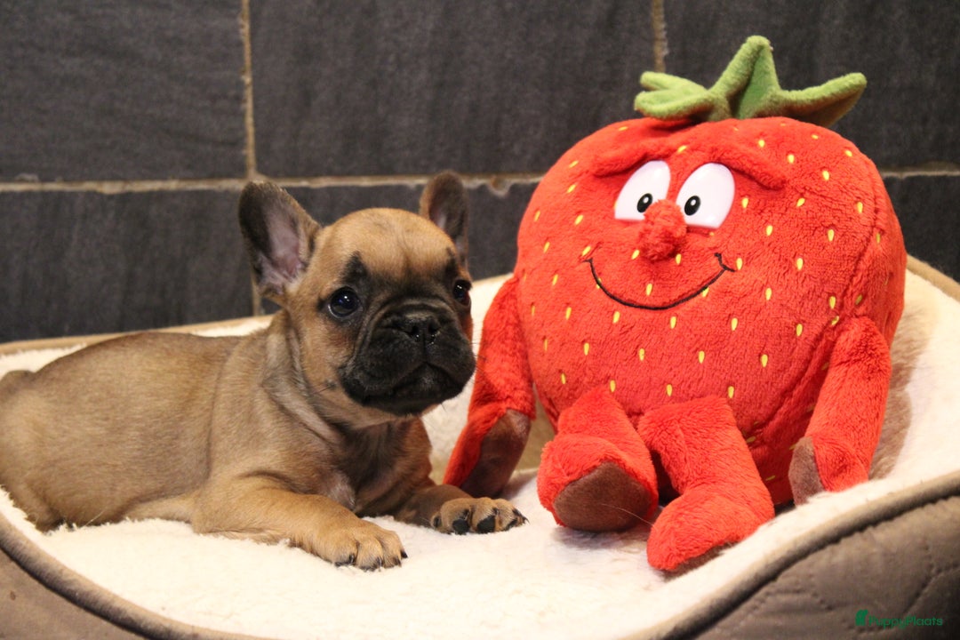 Franse Bulldog honden te koop: Franse Bulldog pups - Advertentie 18