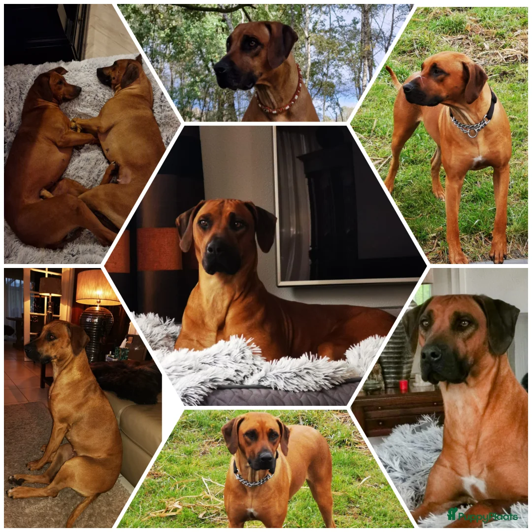 Rhodesian Ridgeback honden te koop: Rhodesian Ridgeback pups - Advertentie 2