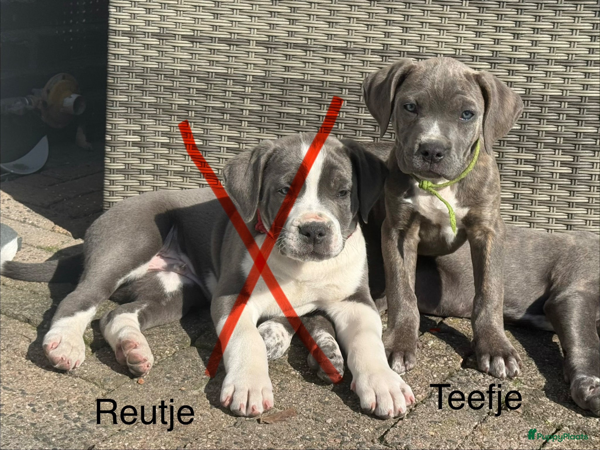 Cane Corso honden Nog 1 lief cane corso teefje beschikbaar - Advertentie 1