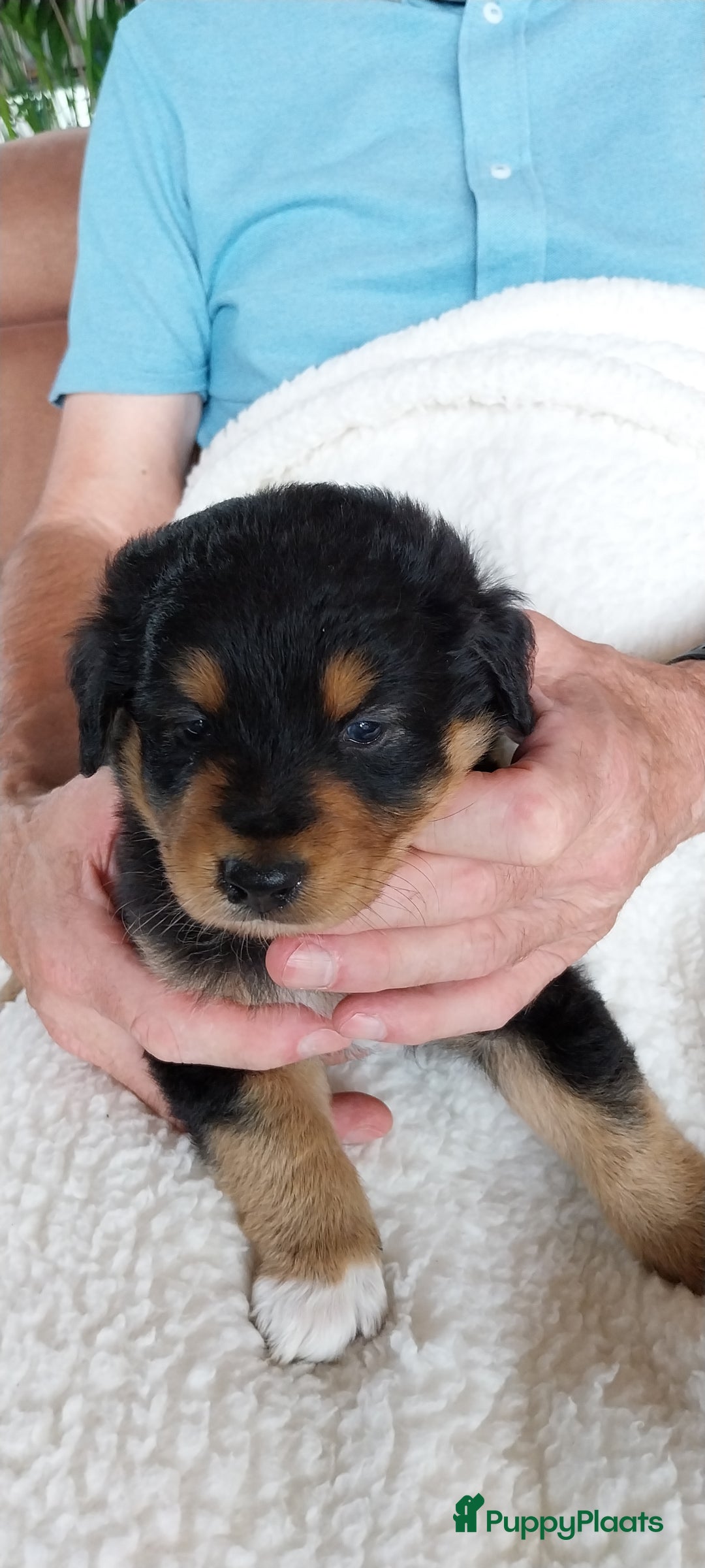 Kruising honden te koop: Kruising Aussie, Toller, Border collie - Afbeelding 8