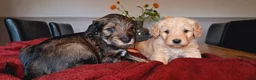 Kruising honden te koop: Labradoodle pups - Advertentie 11