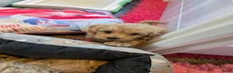 Maltipoo honden te koop: Mooie Lieve Maltipoo Maltezer / toypoedel pup - Advertentie 5