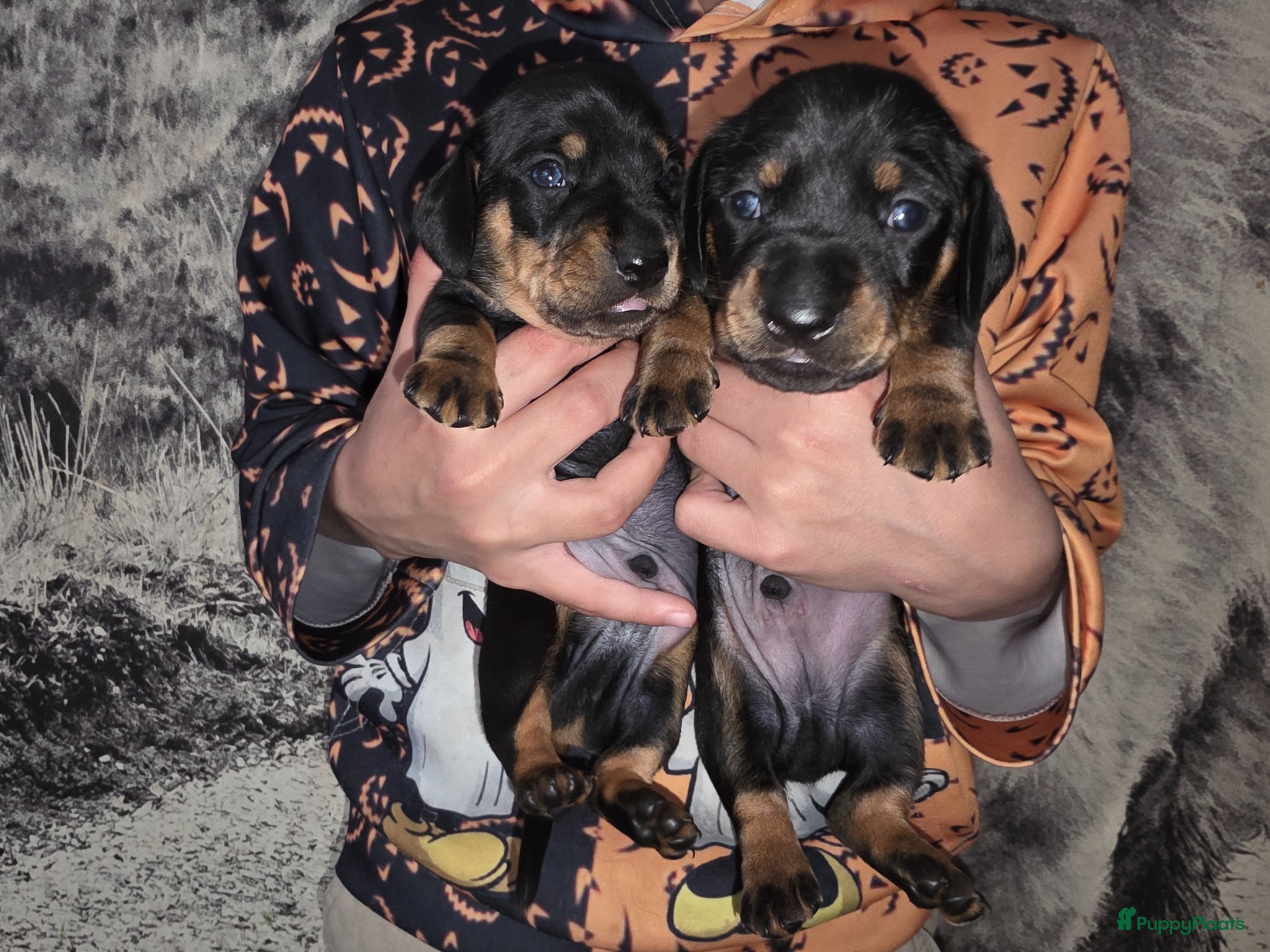 Teckel (korthaar)  honden te koop: ❤️ Prachtige, sociale, lieve dwergteckel pups ❤️ - Advertentie 13