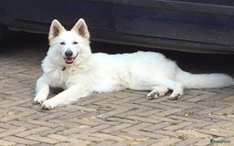 Zwitserse Witte Herdershond honden te koop: raszuivere lieve zwitserse witte herder pups in Nieuwland - Afbeelding 5