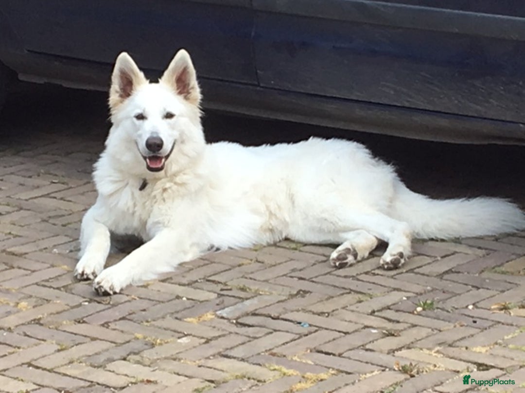 Zwitserse Witte Herdershond honden te koop: raszuivere lieve zwitserse witte herder pups in Nieuwland - Afbeelding 5