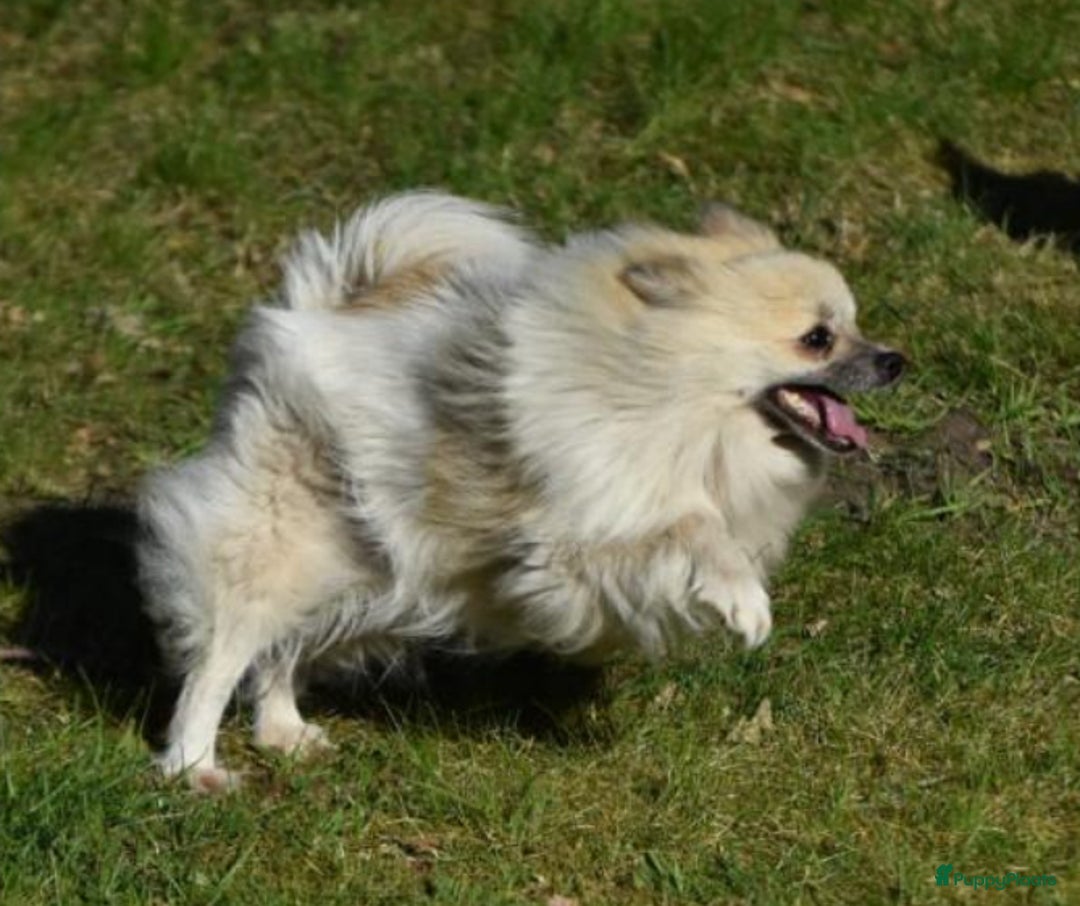 Pomeriaan honden te koop: 6(nog 2)Prachtig gekleurde kleine Pommeriaantjes!  - Advertentie 11