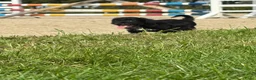 Kruising honden te koop: Maltipoo x boomer pups  - Advertentie 23