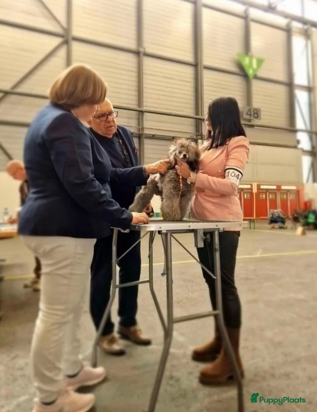 Galerij afbeelding {{count}}