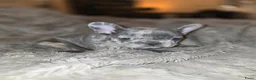 Franse Bulldog honden te koop: Prachtige Fransebulldog pups mogen nestje verlaten - Advertentie 15