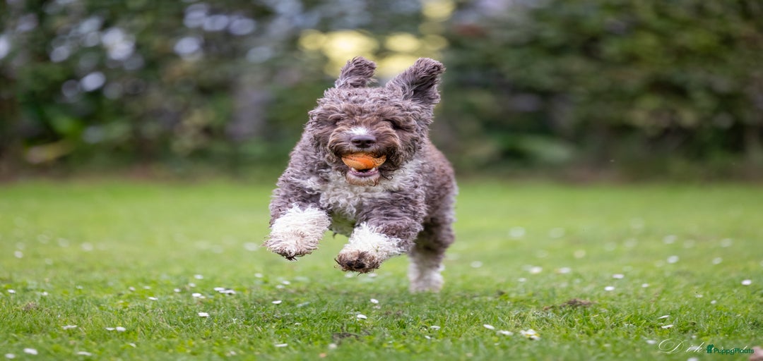 Galerij afbeelding {{count}}