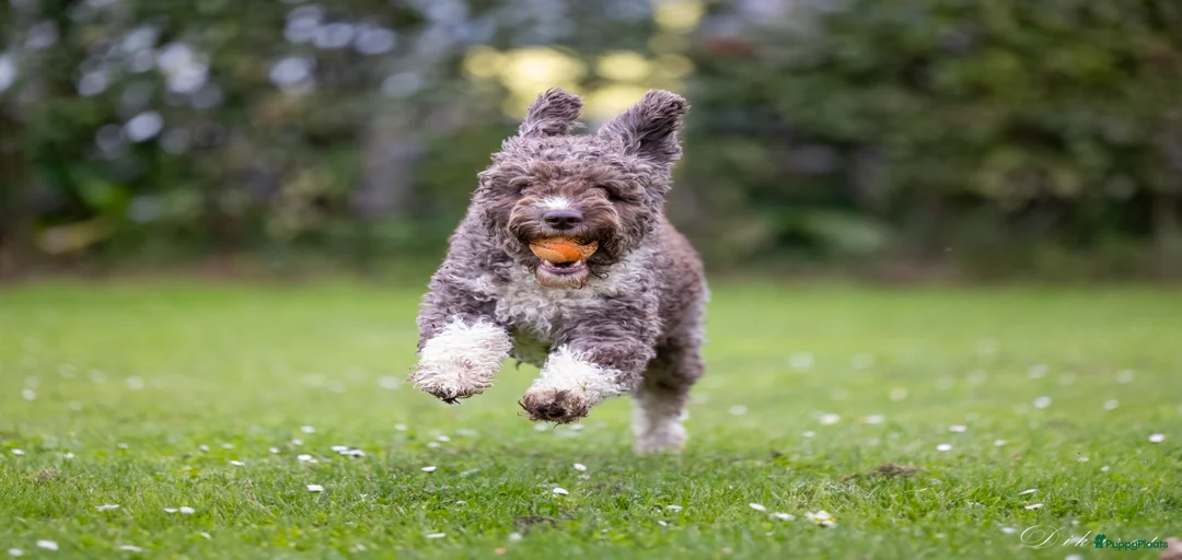 Galerij afbeelding {{count}}