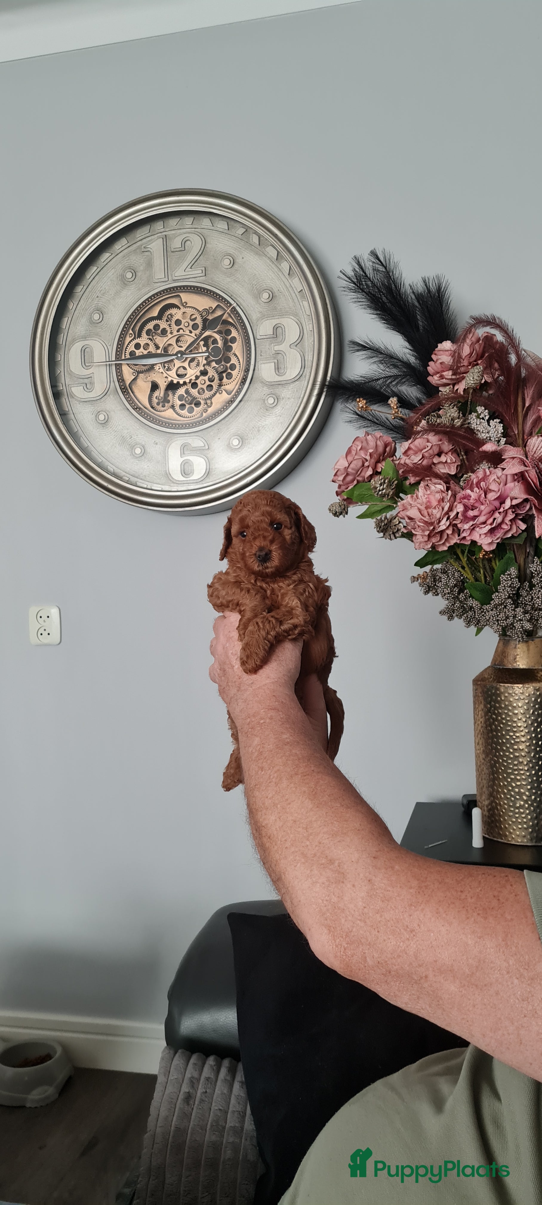 Dwergpoedel honden Rode dwergpoedels - Advertentie 4