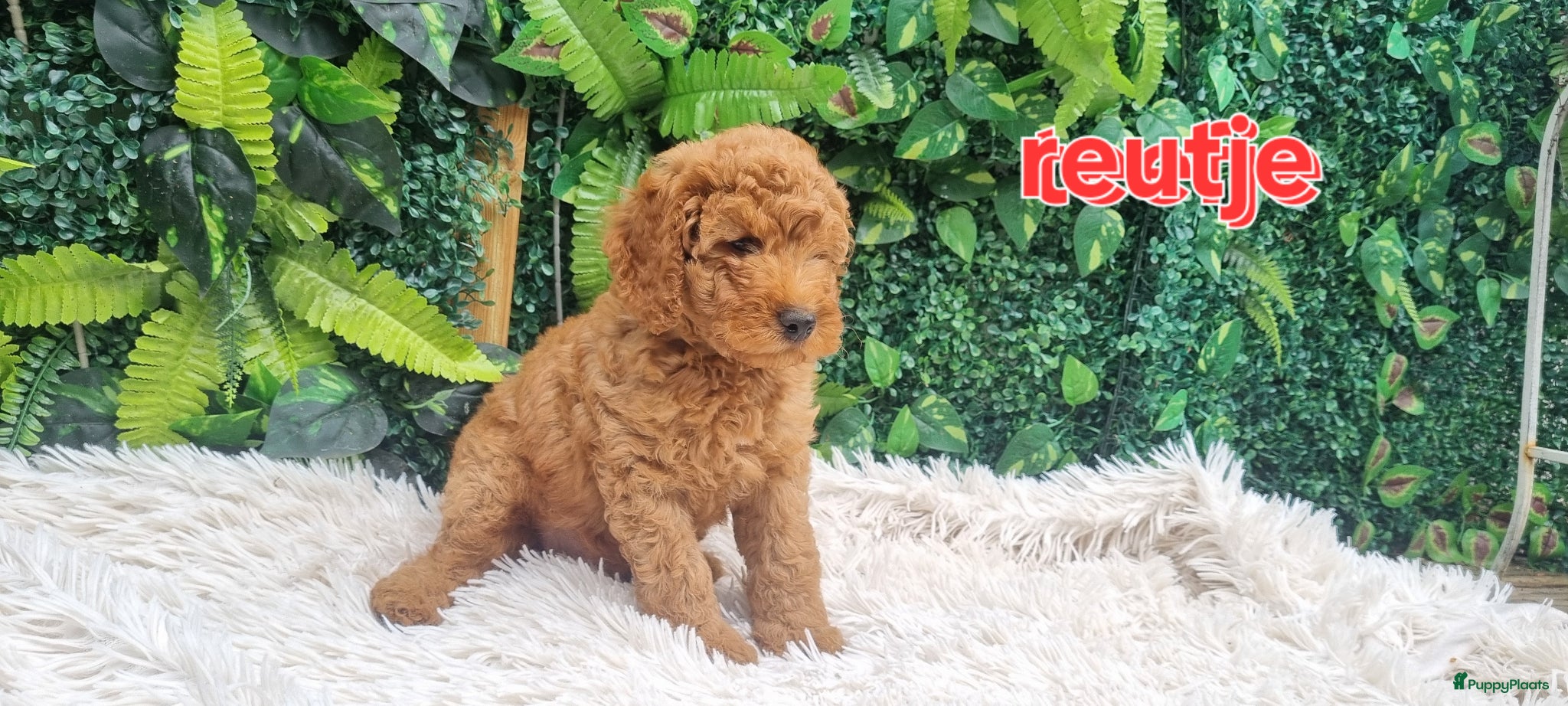 Labradoodle honden De laaste reutjes en 1 teefje  - Advertentie 1