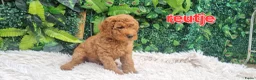 Labradoodle honden te koop: labradoodle pups zo goed als zindelijk🥰  - Advertentie 1