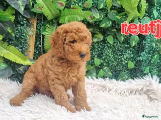 Labradoodle honden De laaste reutjes en 1 teefje - Advertentie 1