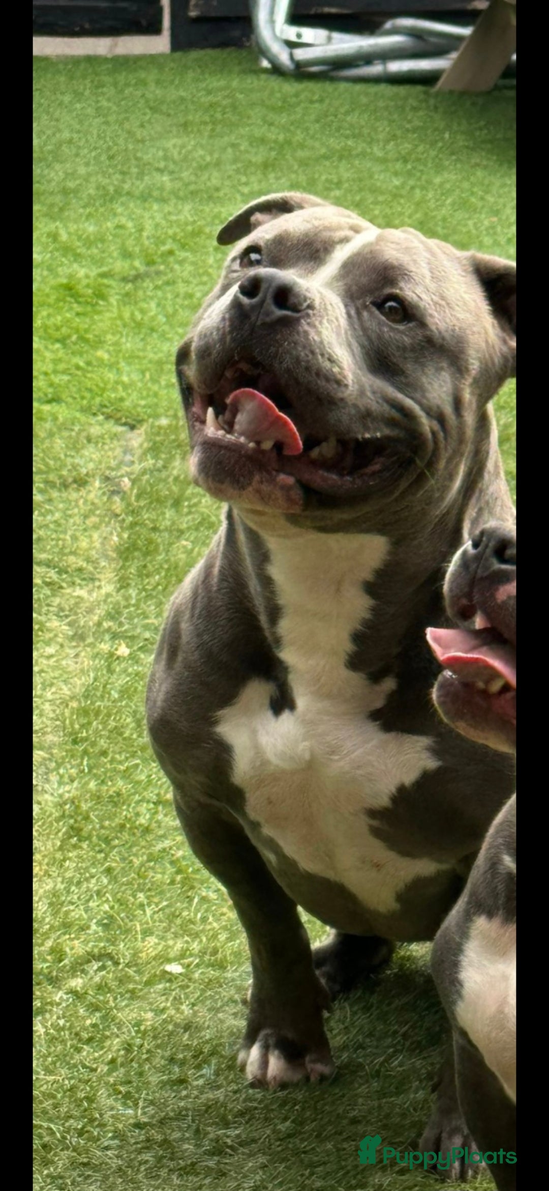 Amerikaanse Bully honden te koop: Pocket bully black - Afbeelding 11