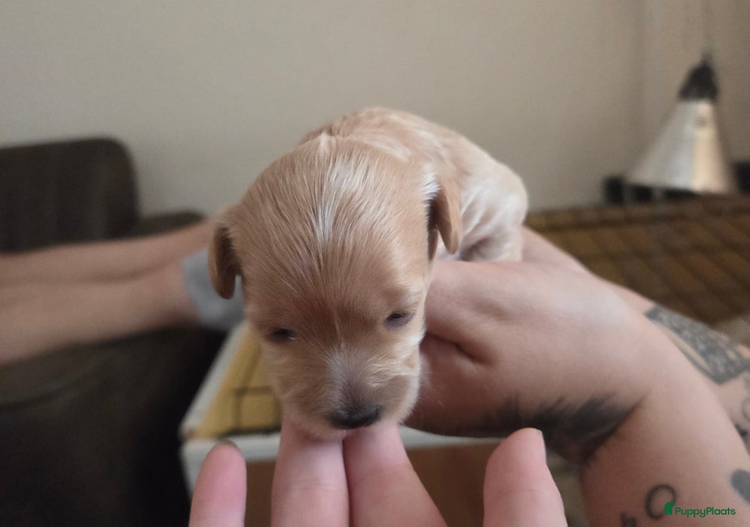 Maltipoo honden te koop: Maltipoo teefje licht abrikoos - Afbeelding 3