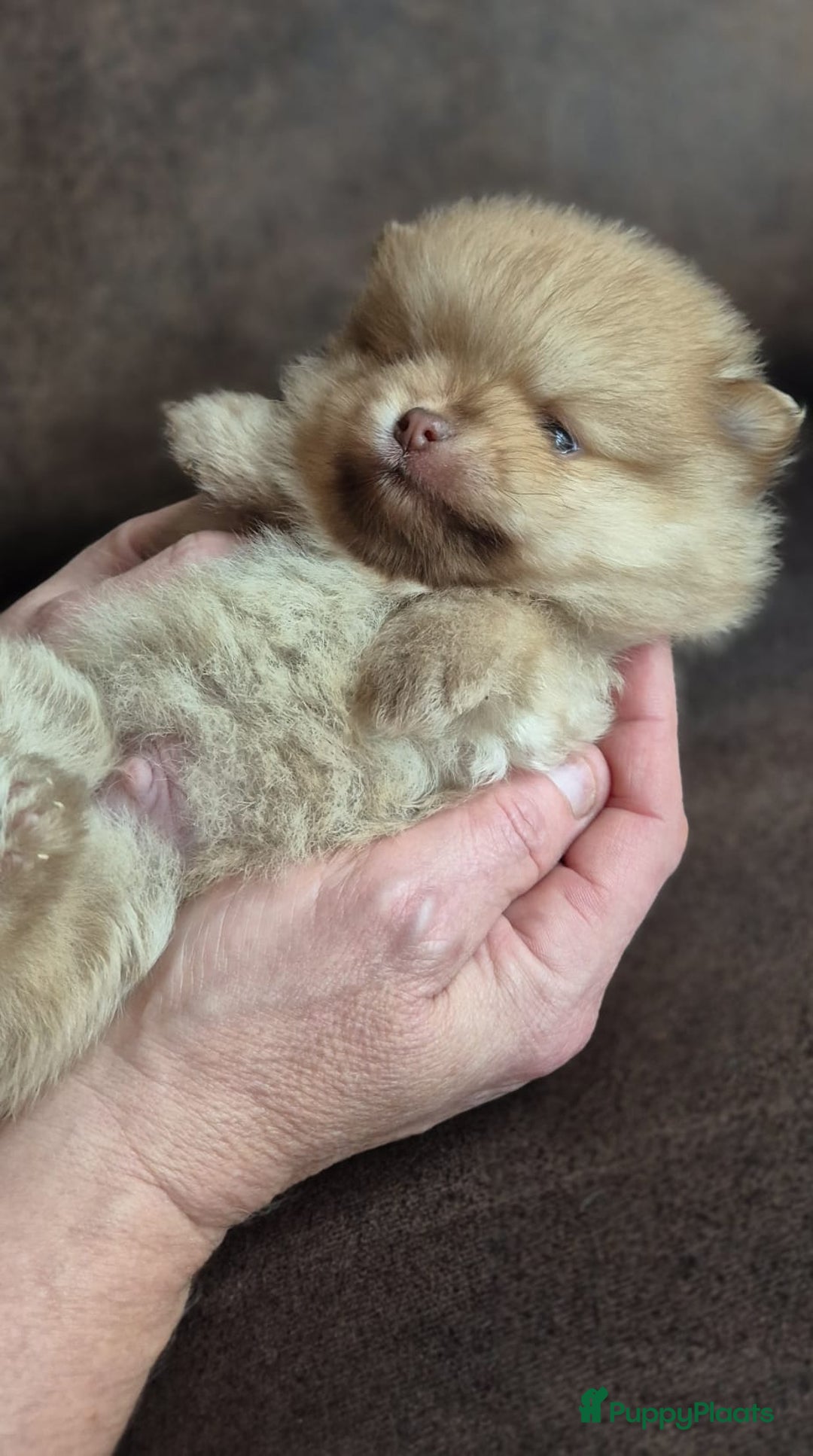 Kruising honden te koop: 3 reutjes - Advertentie 33