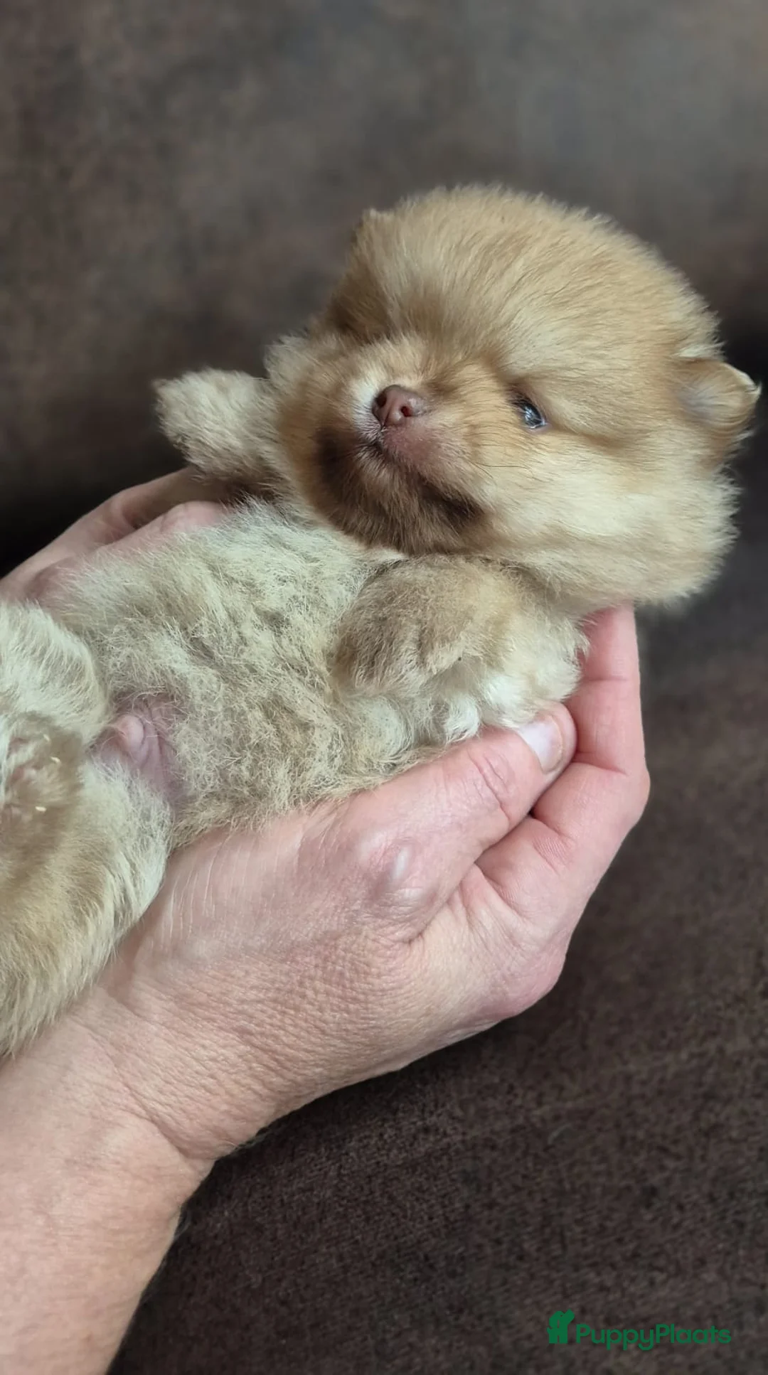 Kruising honden te koop: 3 reutjes - Advertentie 33