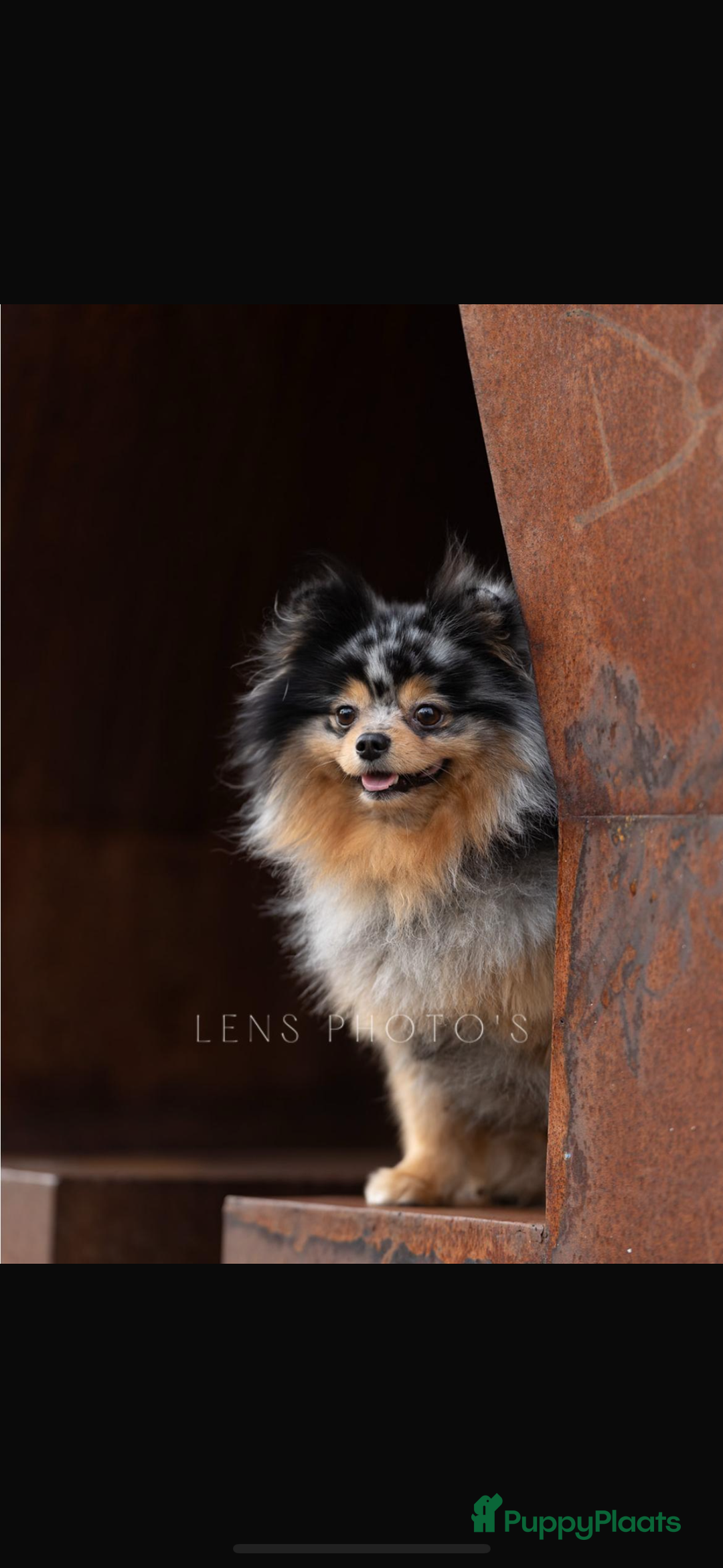Pomeriaan honden te koop: Pomeriaan pup zoekt goud mandje in Venlo - Afbeelding 5