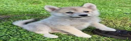 Kruising honden te koop: Pomsky pups (1/4 Shiba inu) - Advertentie 19