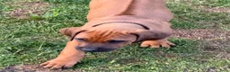 Rhodesian Ridgeback honden te koop: Rhodesian Ridgeback puppy's - Advertentie 11