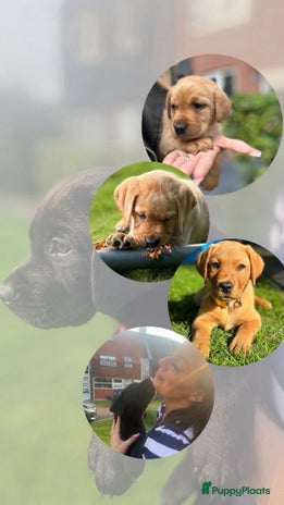 Labrador Retriever honden Nest aankondiging. Stamboom Labrador pup. - Advertentie 7