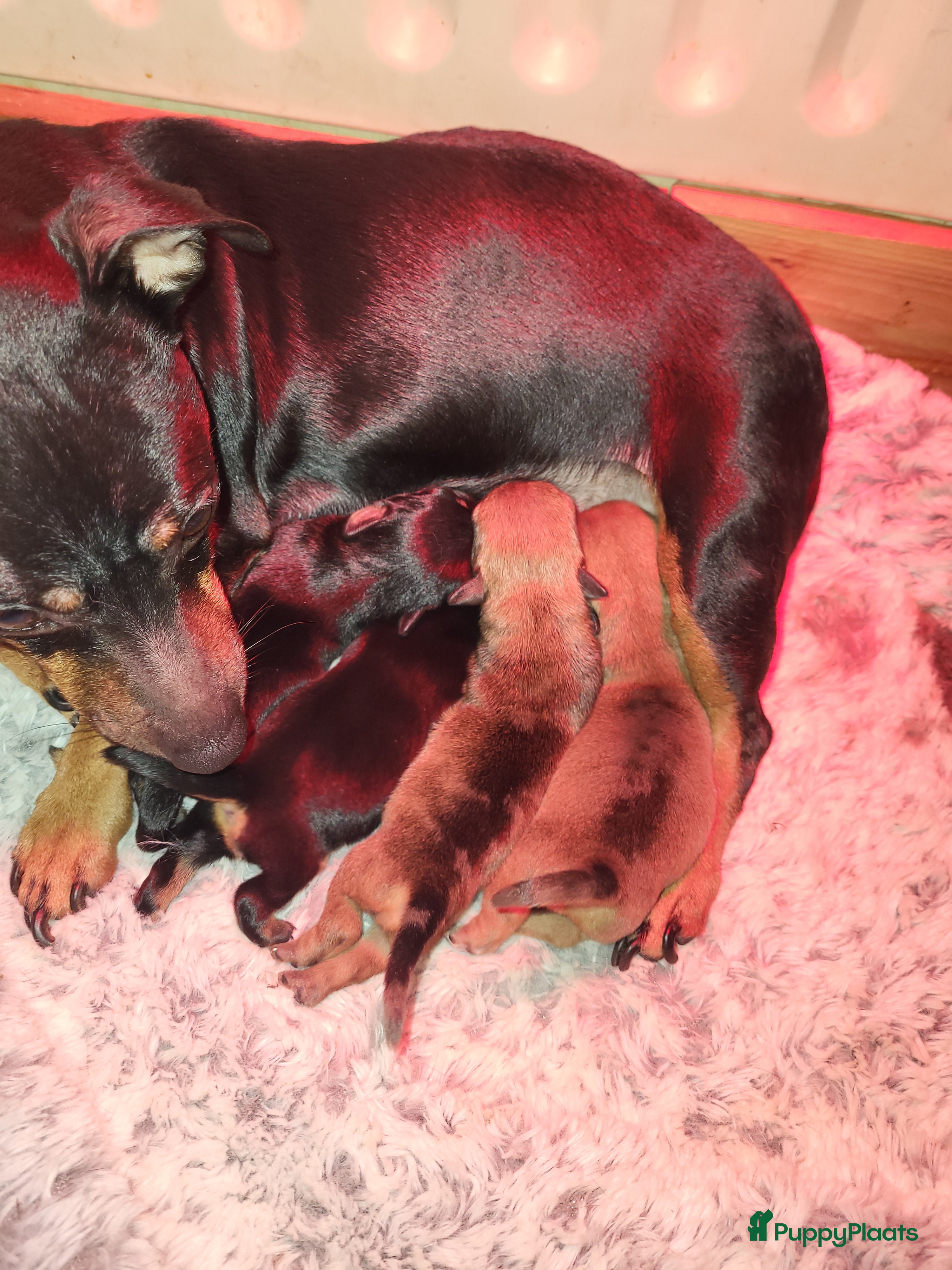 Jack Russel Terriër honden nog een black en tan reutje - Advertentie 1