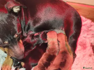 Jack Russel Terriër honden nog een black en tan reutje - Advertentie 1