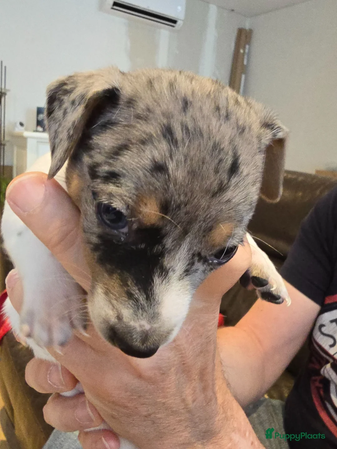 Jack Russel Terriër honden te koop: Nog 3 prachtige reutjes te koop - Advertentie 1