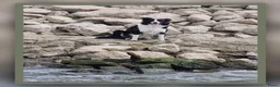 Border Collie honden te koop: Prachtige, raszuivere Border Collie puppy's - Advertentie 5