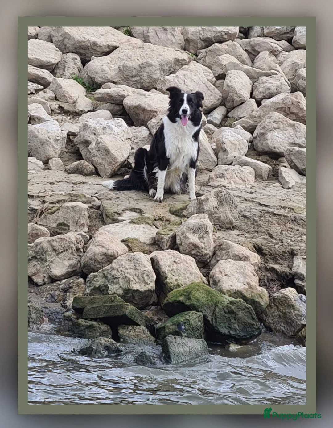 Border Collie honden te koop: Prachtige, raszuivere Border Collie puppy's - Advertentie 5