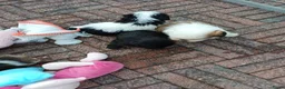 Shih Tzu honden te koop: Lieve leuke raszuiver shih tzu pups - Advertentie 17