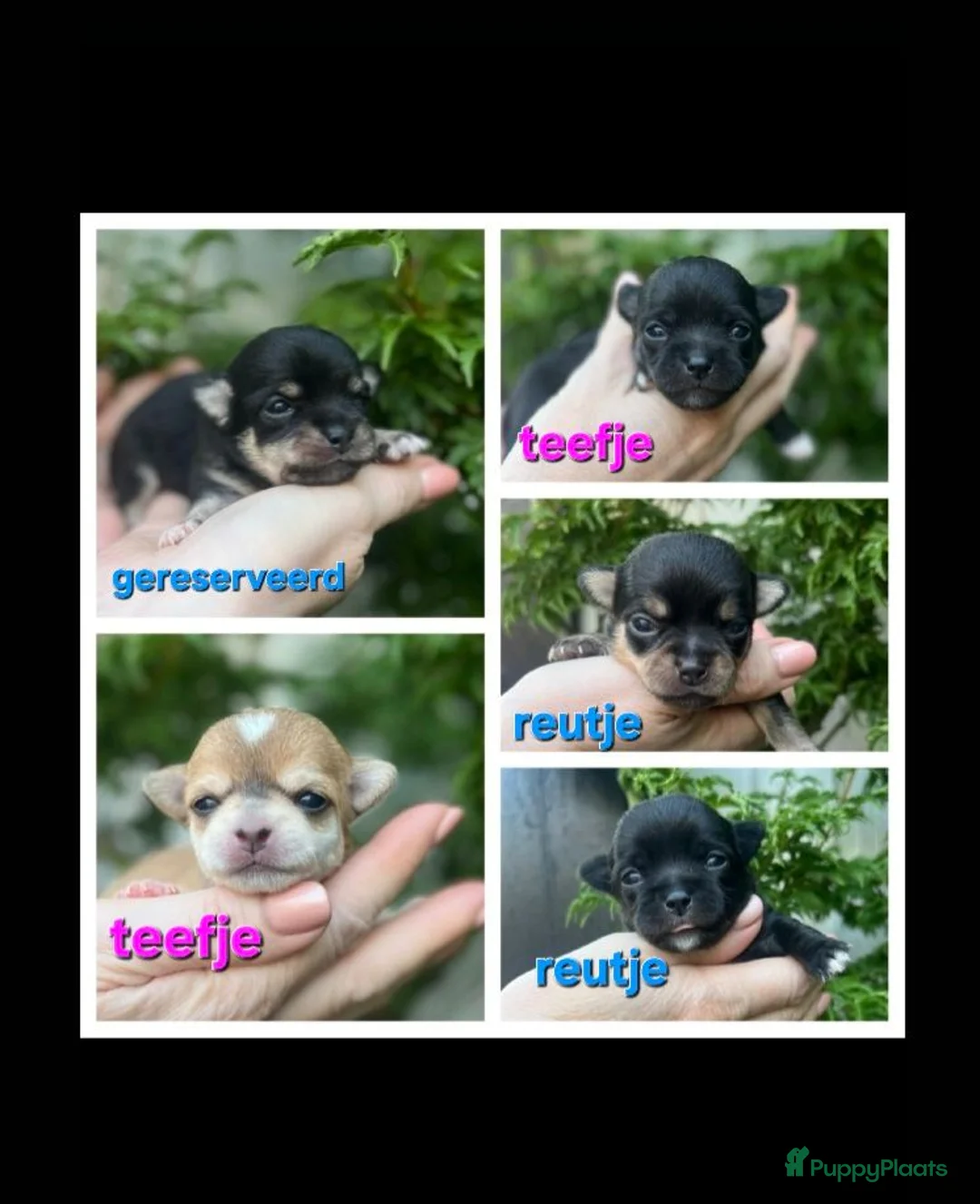 Chihuahua honden te koop: 4 mooie chihuahua pups - Advertentie 1