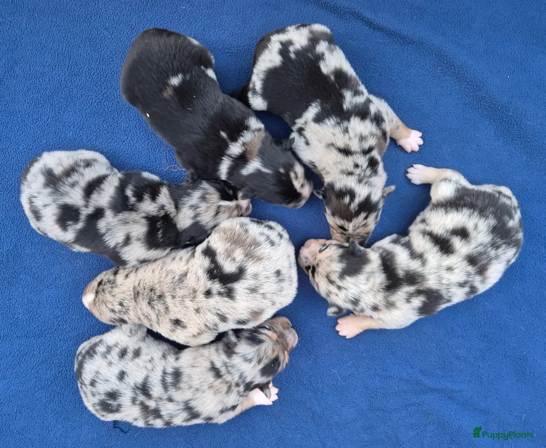 Kruising honden te koop: Australian shepherd x Pomsky (mini-aussie) - Advertentie 13