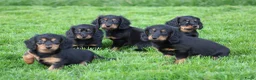Teckel (langhaar) honden te koop: Teckel pups langhaar - Advertentie 5