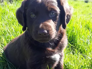 Kruising honden Friese Stabij x Labrador/Friese Stabij pups - Advertentie 1