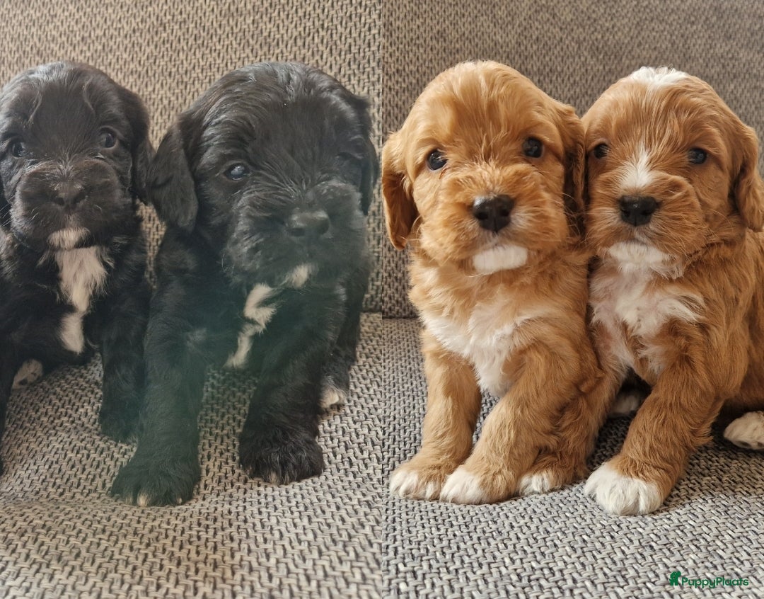 Cockapoo honden Cockapoo pups F1 - Advertentie 2