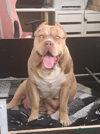 Amerikaanse Bully honden ABKC XL Meets DBKC XXl - Advertentie 1