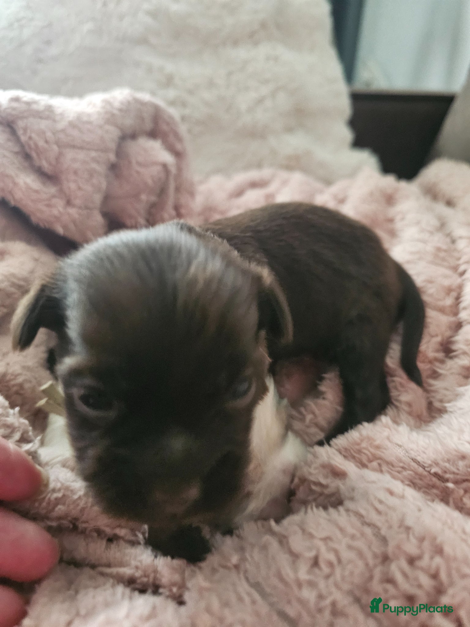 Malshi honden te koop: Boomer - Advertentie 3