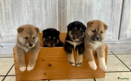 Shiba honden te koop: Shiba inu in Genk - Afbeelding 8